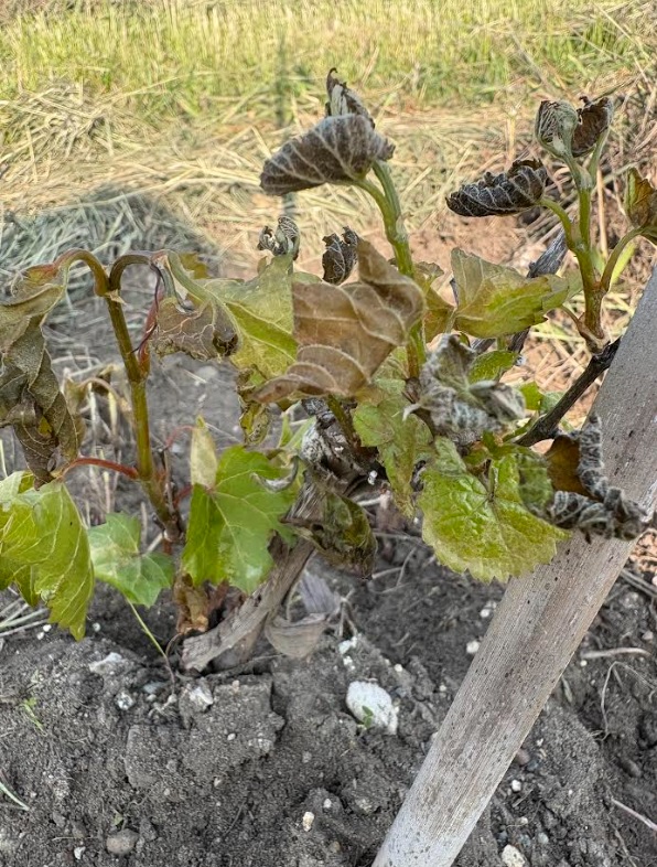 Grape Auxerrois, Blu Dot Vineyard,